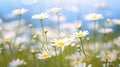 Serenity in Bloom: A Meadow Filled with Daisies and Chamomiles - Generative AI