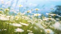 Serenity in Bloom: A Meadow Filled with Daisies and Chamomiles - Generative AI