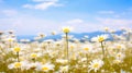 Serenity in Bloom: A Meadow Filled with Daisies and Chamomiles - Generative AI