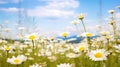 Serenity in Bloom: A Meadow Filled with Daisies and Chamomiles - Generative AI