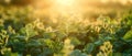 Serenity at Dawn: Glistening Soybean Field. Concept Nature Photography, Scenic Landscapes, Peaceful