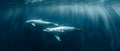 Serenity in the Depths: Belugas Amidst Ocean\'s Hush. Concept Wildlife Photography, Underwater