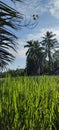 serenity, greenery, rice fields Royalty Free Stock Photo