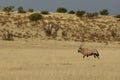 Serenity of the Kalahari