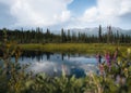 Serenity lake in tundra on Alaska with reflection. Denali highway and denali national park. Mountains in spring. Alaska