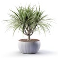 Serenity in the Leaves : The Tranquil Charm of Dracaena Marginata