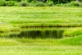 Serenity On The Marsh