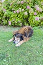 A Peaceful Slumbering Dog Amidst Nature\'s Embrace