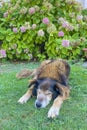 A Peaceful Slumbering Dog Amidst Nature\'s Embrace