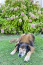 A Peaceful Slumbering Dog Amidst Nature\'s Embrace