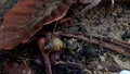 Serenity in Motion: A Snail's Slow Journey Through Damp Earth