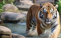 Serenity in Motion: Tiger Gracefully Wading in Water