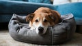 Serenity Paws: A Peaceful Pup\'s Slumber Zone. Concept Dog Beds, Restful Retreats, Pet Naptime, Cozy