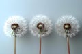 Serenity in Seed: Trio of Dandelions Against White. Concept Nature, Photography, Serenity, Royalty Free Stock Photo