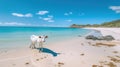 Serenity on the Shore: A Black and White Cow Grazes on a South Sea Beach. Generative AI Royalty Free Stock Photo