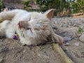 Slumbering Cat on the Groun Royalty Free Stock Photo