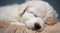 Serenity in White: A Captivating Portrait of a Sleeping White Puppy