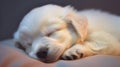 Serenity in White: A Sleeping Puppy\'s Peaceful Slumber