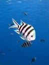 Sergeant fish Royalty Free Stock Photo