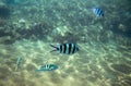 Sergeant fish in blue water. Tropical fish Dascillus in seashore. Coral fish underwater photo. Royalty Free Stock Photo