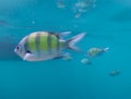 Sergeant fish swiming in the blue thai sea near Ko Ngai, Ko Lanta, Thailand