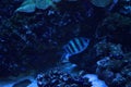 Sergeant major (Abudefduf saxatilis) fish swimming in sea water aquarium Royalty Free Stock Photo