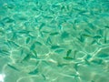 Sergeant Major Damselfishes in green and clear waters of Andaman sea, Thailand Royalty Free Stock Photo