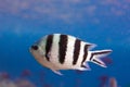 Sergeant Major fish closeup Royalty Free Stock Photo