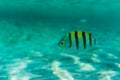 Sergeant Major fish in coral sea