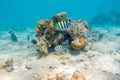 Sergeant major fish pintano in Red Sea, Egypt. Bright striped tropical fish in the ocean, clear blue turquoise water.