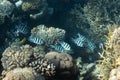 Sergeant major fish pintano in Red Sea, Egypt. Bright striped tropical fish in the ocean, clear blue turquoise water. Sandy bed