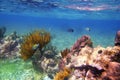 Sergeant Major fishes in caribbean reef Mexico