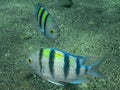 Sergeant Majors Abudefduf saxatilis in the Red Sea Royalty Free Stock Photo