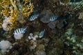 Sergeant Majors Abudefduf saxatilis in the Red Sea Royalty Free Stock Photo