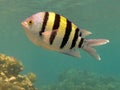 Sergeant Majors Abudefduf saxatilis in the Red Sea Royalty Free Stock Photo