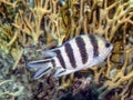 Sergeant Majors Abudefduf saxatilis