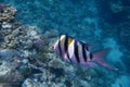 Sergeant Majors Abudefduf saxatilis swims in the Red Sea