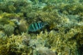 Sergeant Majors Abudefduf saxatilis swims in the Red Sea Royalty Free Stock Photo