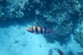 Sergeant Majors Abudefduf saxatilis swims in the Red Sea Royalty Free Stock Photo