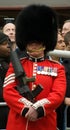 Sergeant in the Welsh Guards Royalty Free Stock Photo