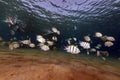 Sergeantfish and tropical reef in the Red Sea.