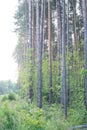 Majestic pine trees on a background of blue sky.the sound of trees.