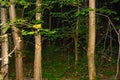 The beauty of Russian nature.Night forest.