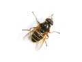 Sericomyia silentis hoverfly resembling wasp Royalty Free Stock Photo