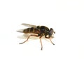 Sericomyia silentis hoverfly resembling wasp Royalty Free Stock Photo