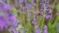 Sericomyia silentis insect in lavender flowe Royalty Free Stock Photo