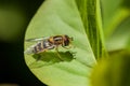 Sericomyia silentis_right Royalty Free Stock Photo