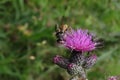 Sericomyia silentis a species of hoverfly Royalty Free Stock Photo