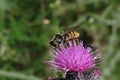 Sericomyia silentis a species of hoverfly Royalty Free Stock Photo