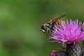 Sericomyia silentis a species of hoverfly Royalty Free Stock Photo